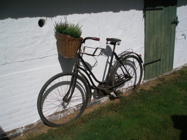 Gammel cykel, med planter i cykelkurv.