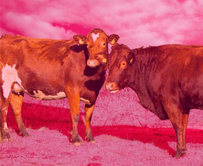 Lyserøde køer på en mark med lyserød baggrund.