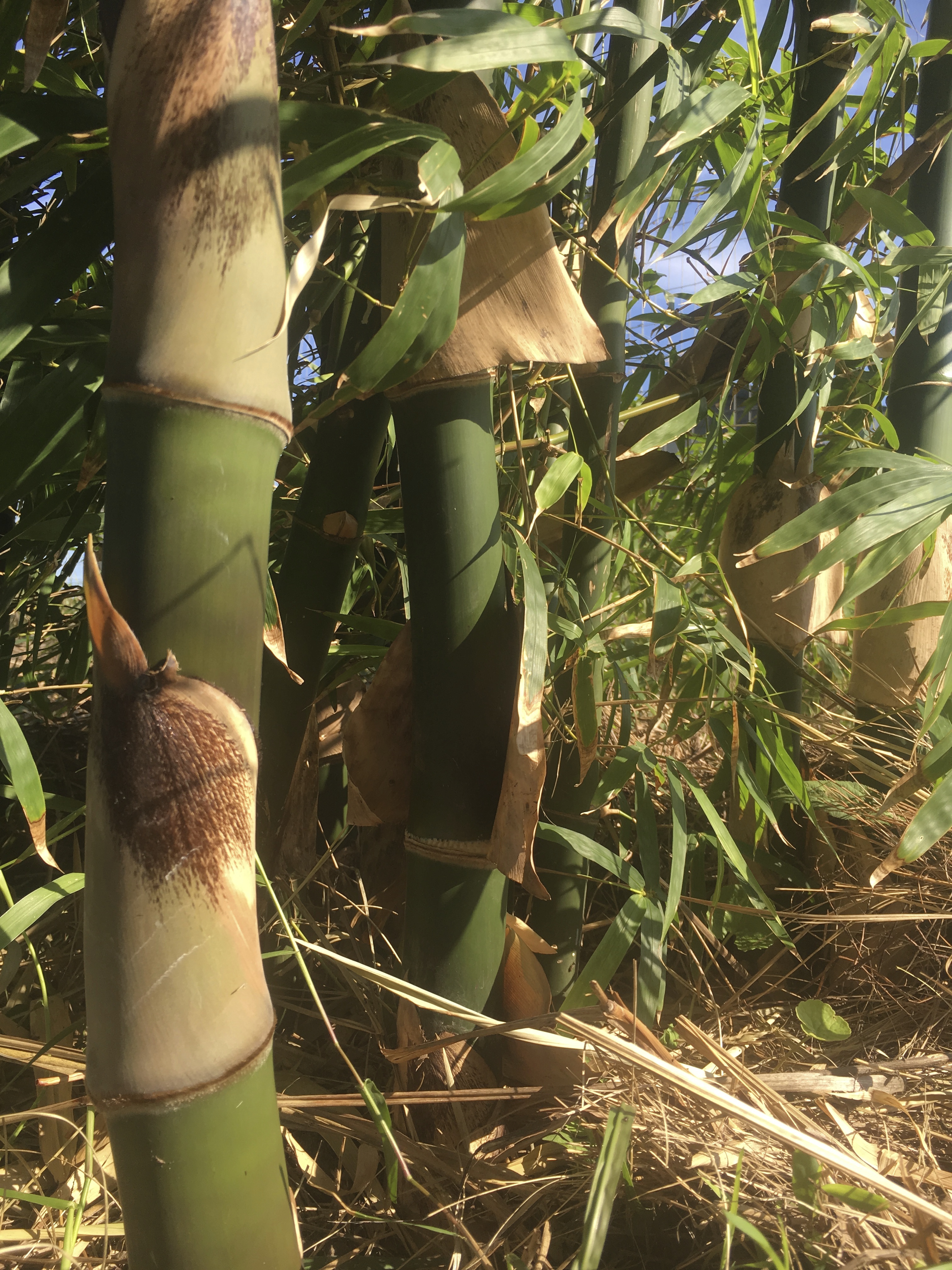 Bambusa balcooa - Female Bamboo