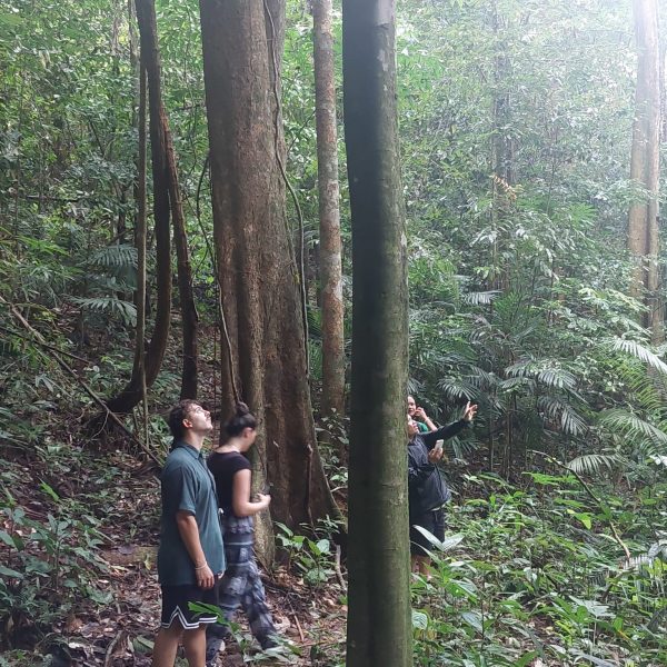 Aktiviteter i Phukets jungle