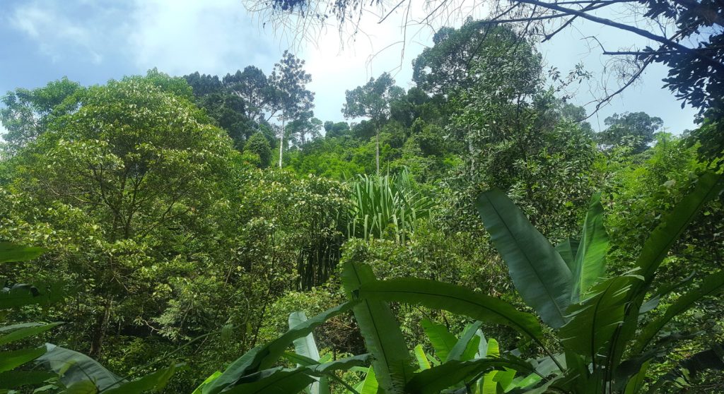 Khao Lak Jungle View 01