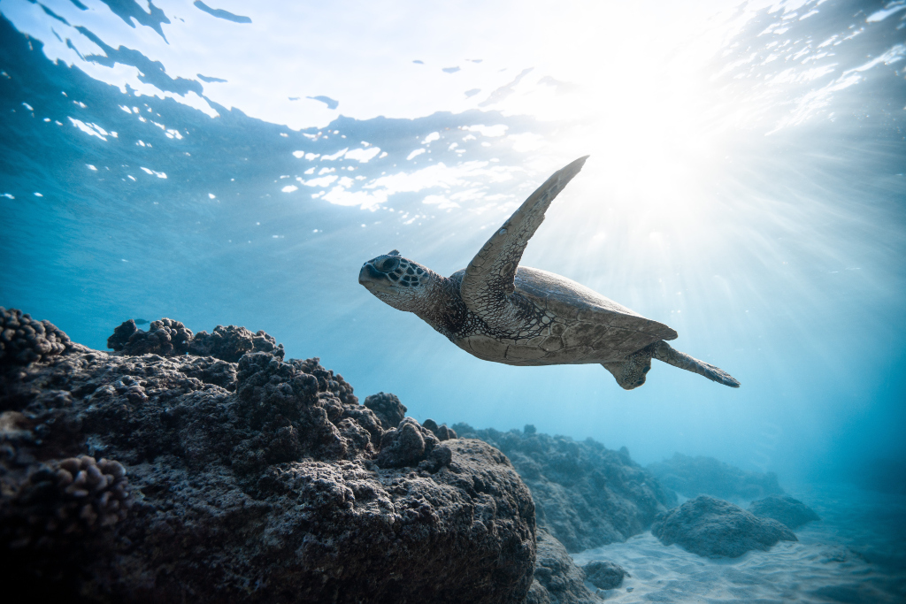 Havskildpadde ved døde koraller i Thailand