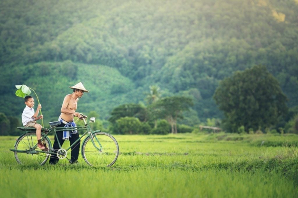 Grønne rismarker på rejser til Cambodja
