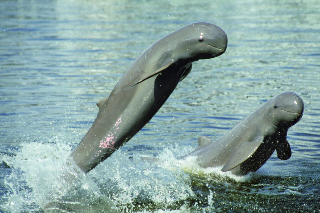 Mekong River Dolphins in Kratie Province 2