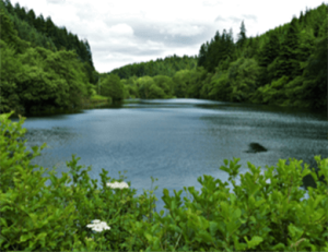 Dalby Forest