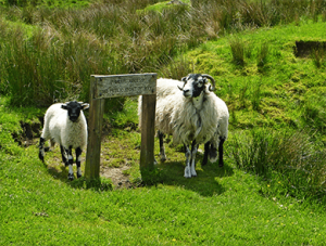 Yorshire moors sheep