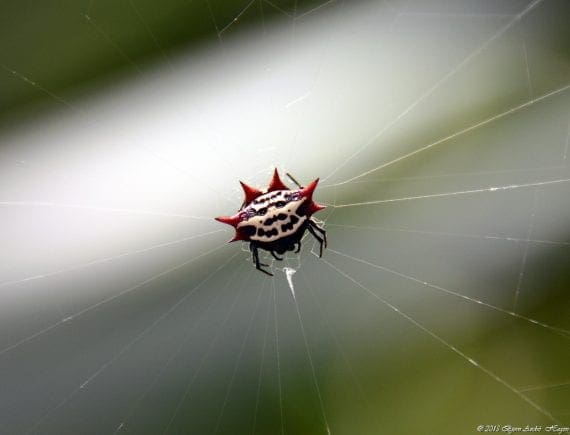 CrabSpider