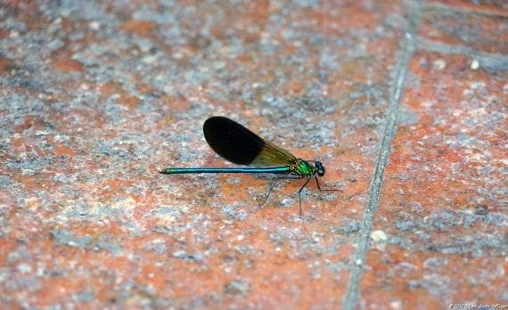 DragonFly France 2