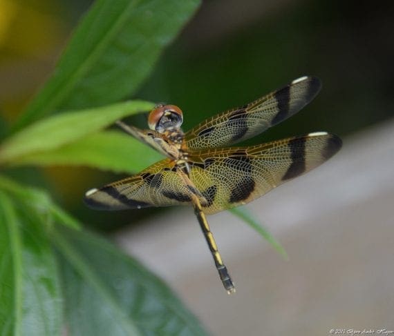 DragonFly