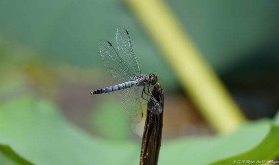 Dragonfly blue Nanjing