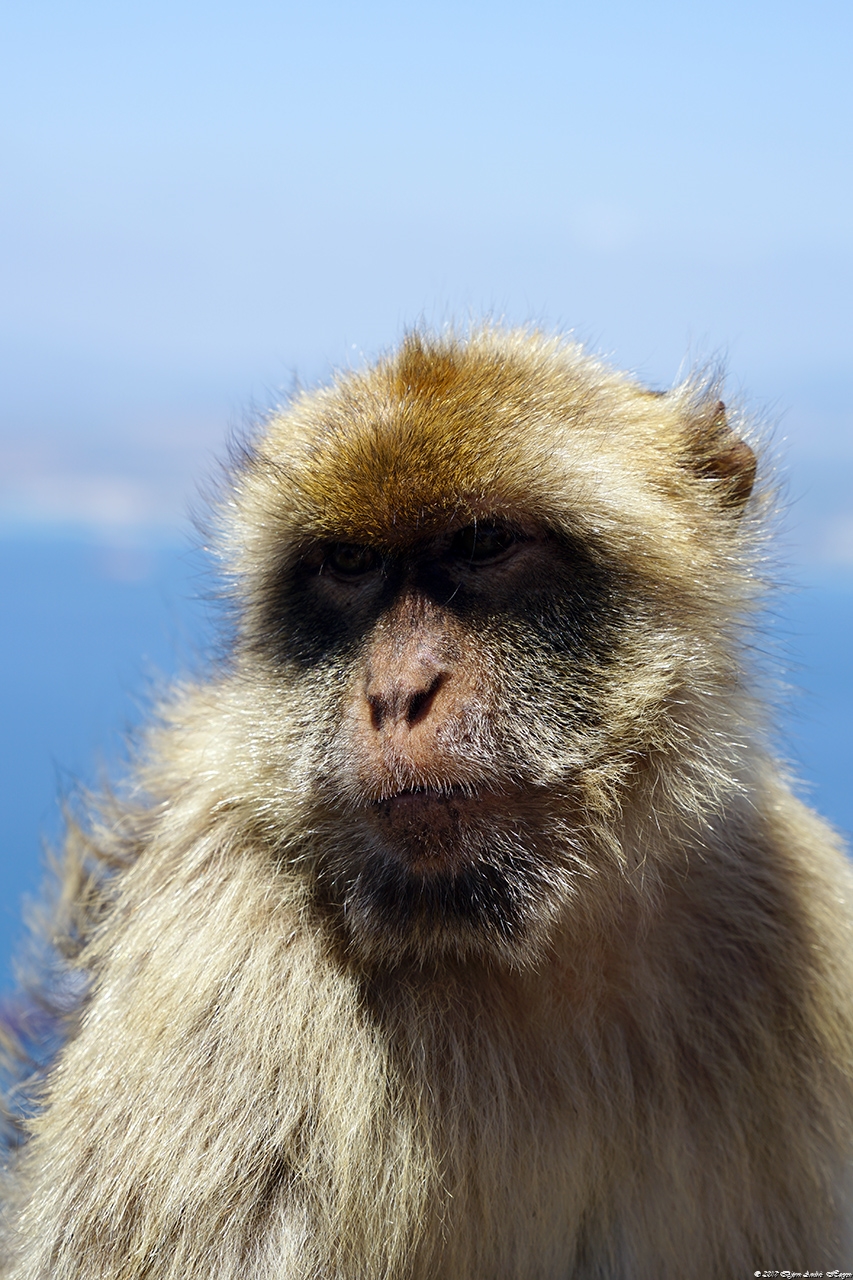 Gibraltar Monkey 10