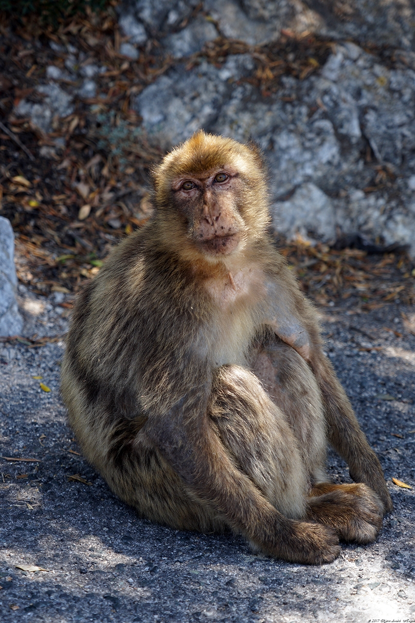 Gibraltar Monkey 11