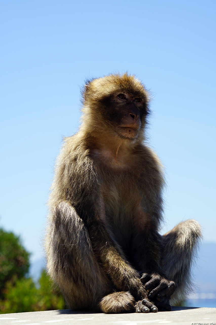 Gibraltar Monkey 13