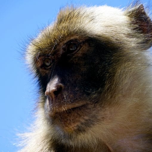 Gibraltar Monkey 15
