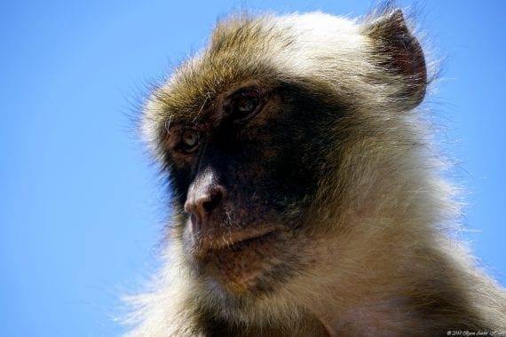 Gibraltar Monkey 15