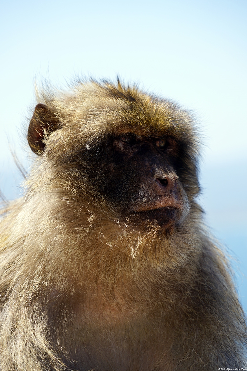 Gibraltar Monkey 16