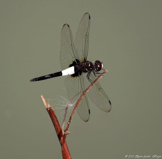 Hangzhou DragonFly