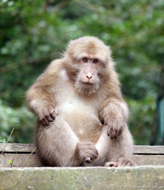 Macaque 04