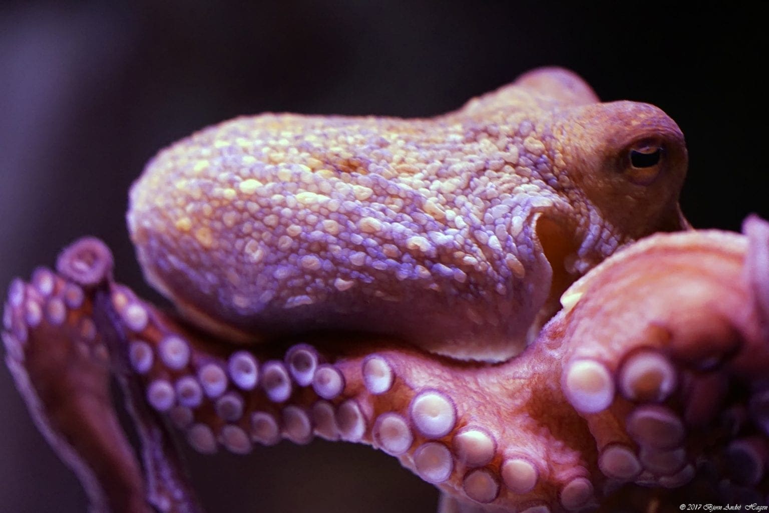 Octopus 1