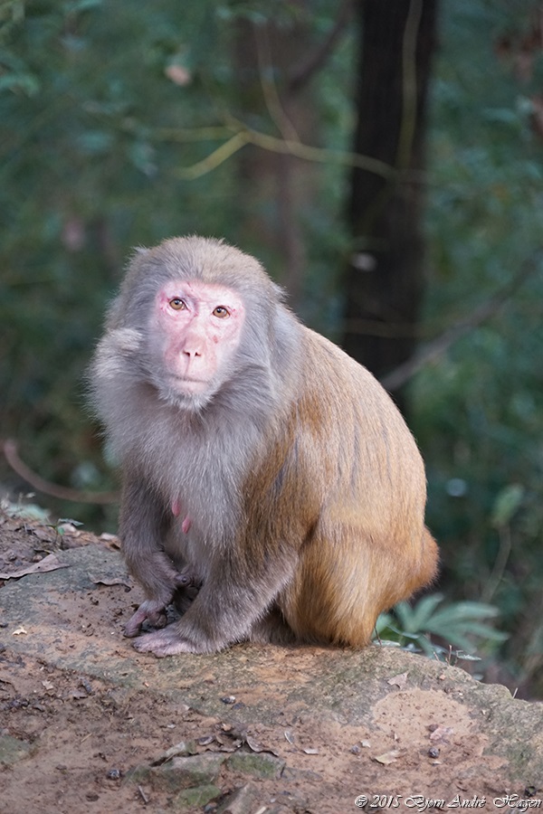 Suzhou Monkey 10