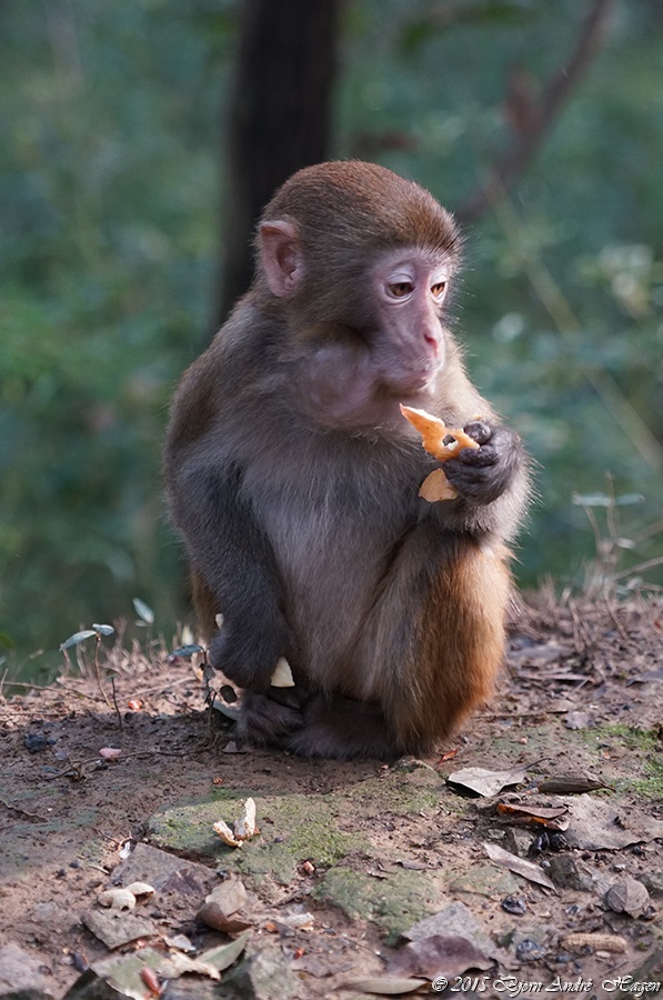 Suzhou Monkey 11