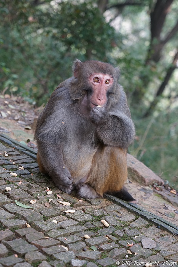 Suzhou Monkey 13