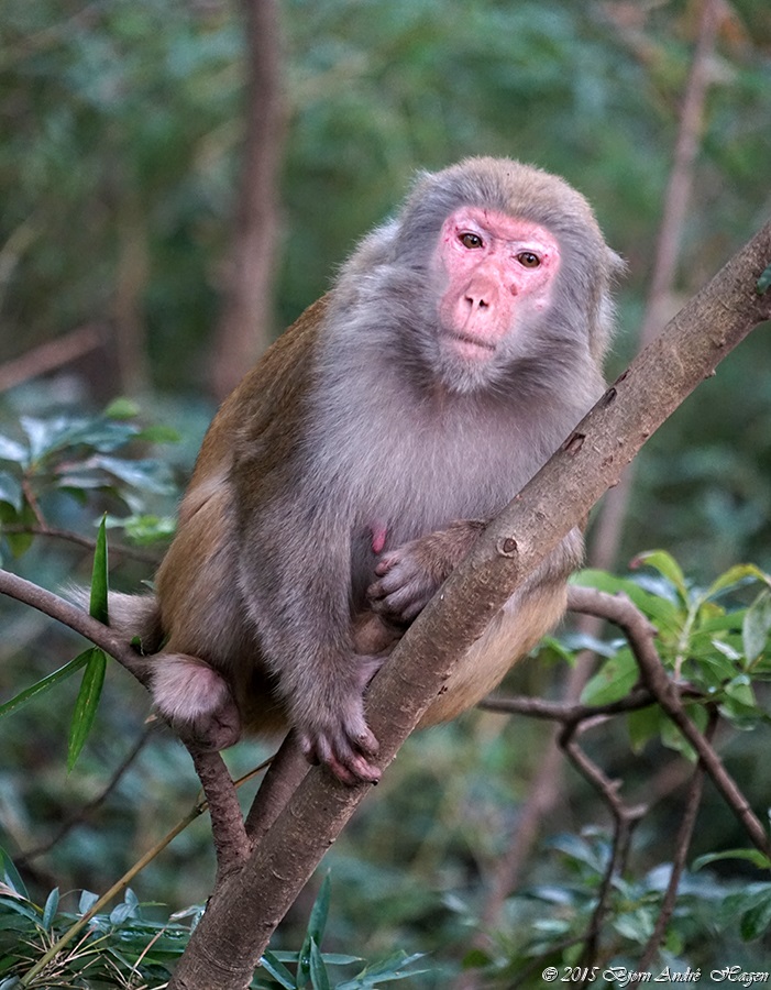Suzhou Monkey 14
