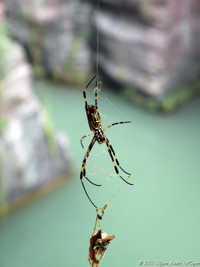 Wenpan Spider