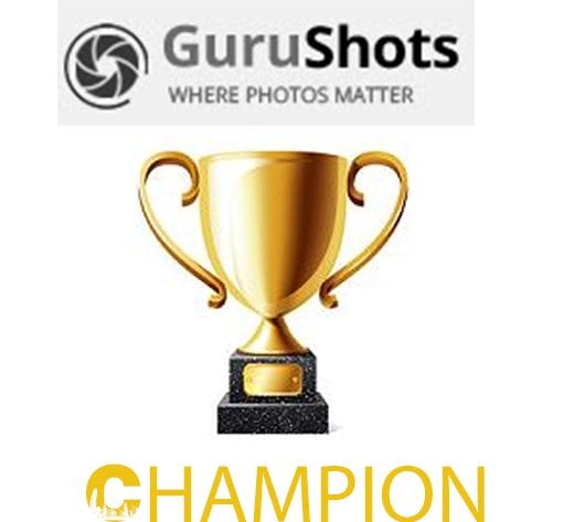 Gurushots champion level
