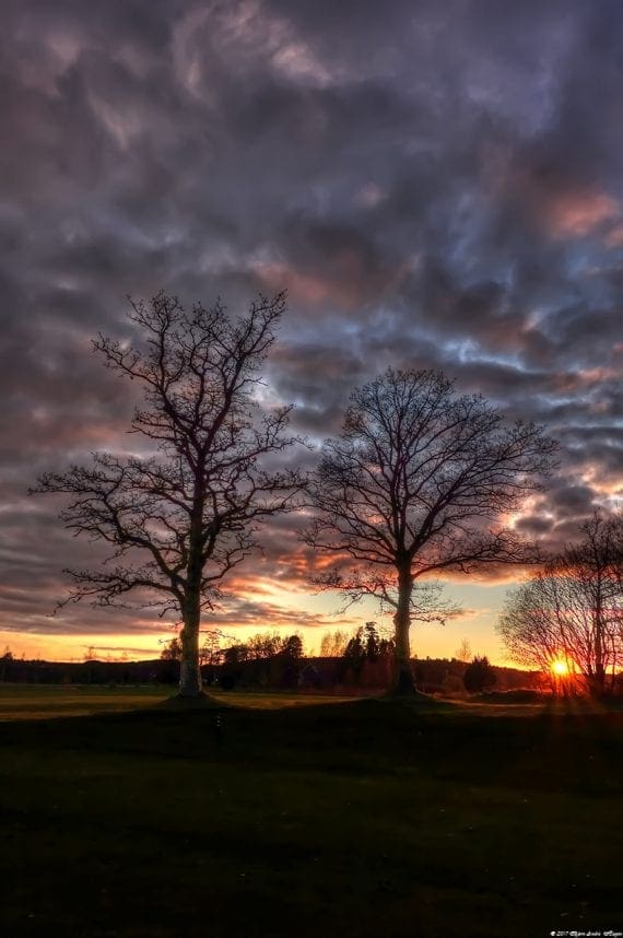 Tree in Sunset