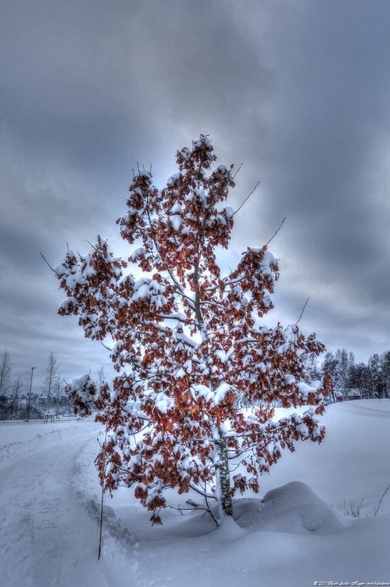 Winter tree