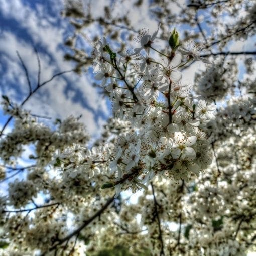 Spring fruit tree