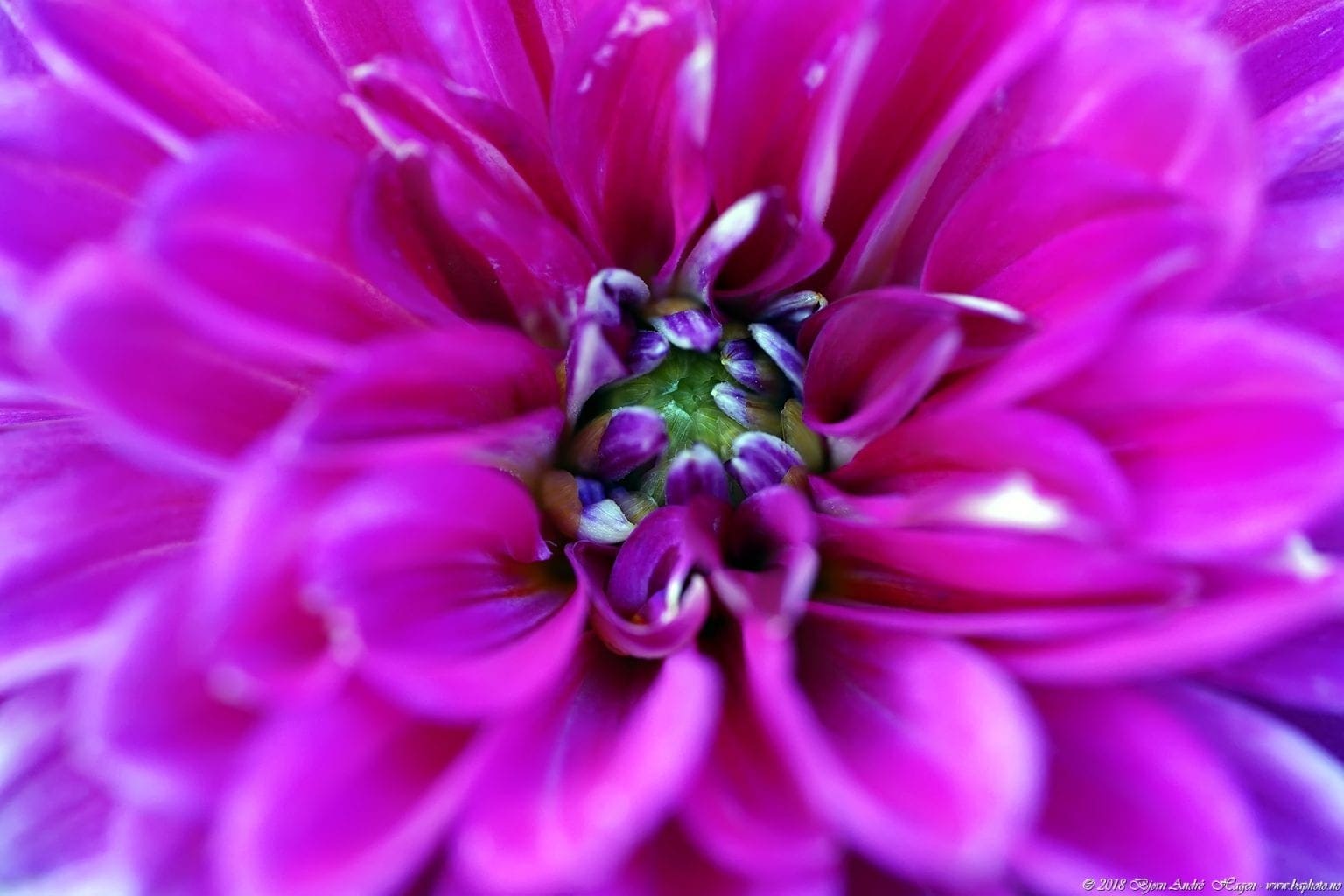 The core of a flower