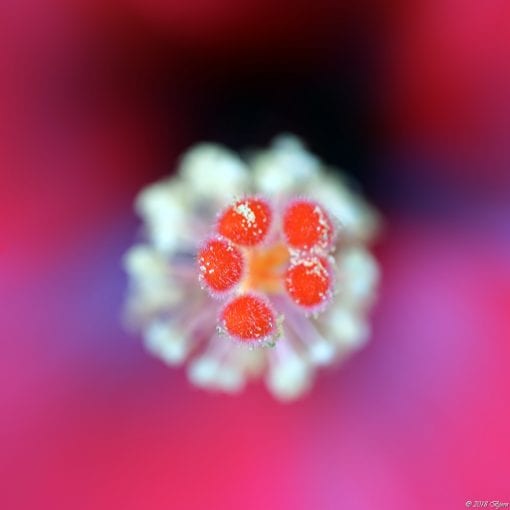 Flower core closeup
