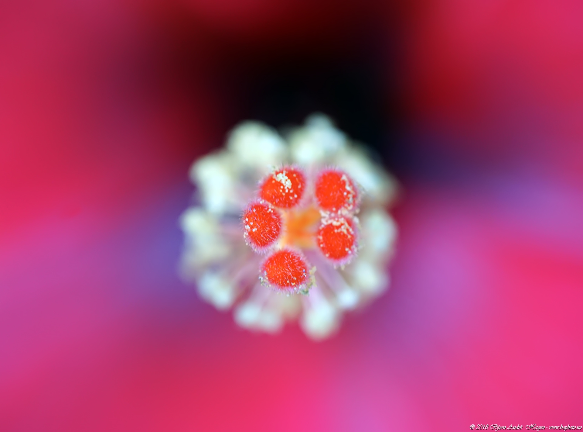 Flower core closeup