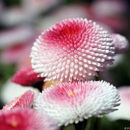 German Macro Flower