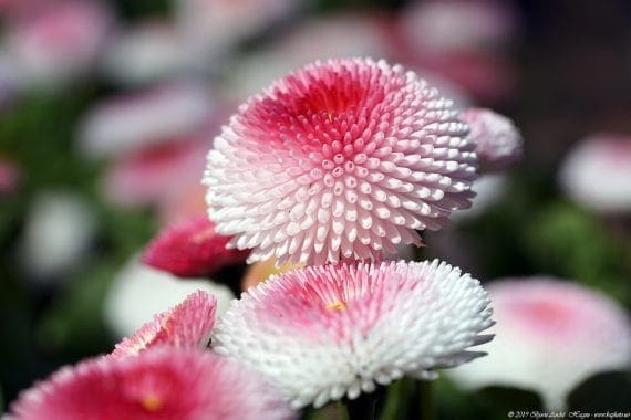 German Macro Flower