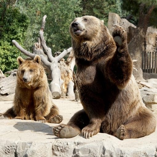 Madrid zoo Bear