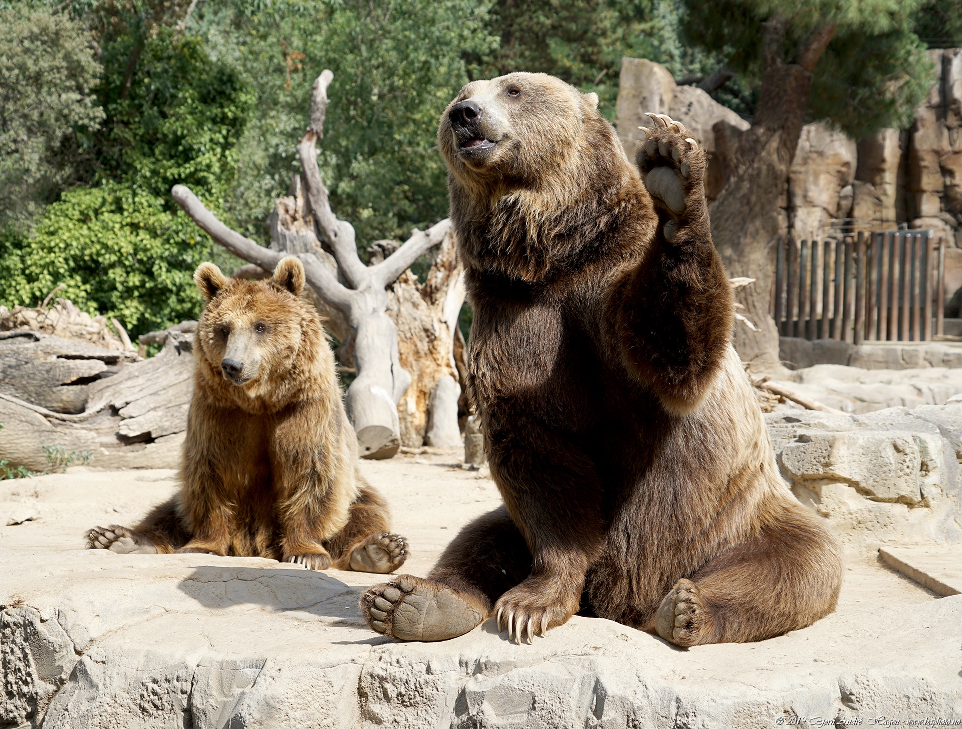 Madrid zoo Bear
