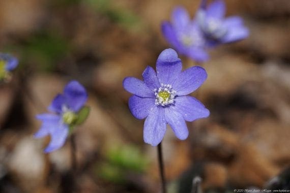 Hepatica nobilis