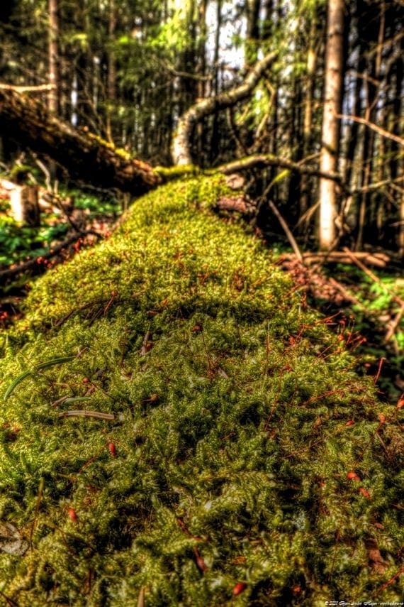 The moss tree