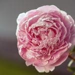 Paeonia