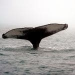 humpback whale