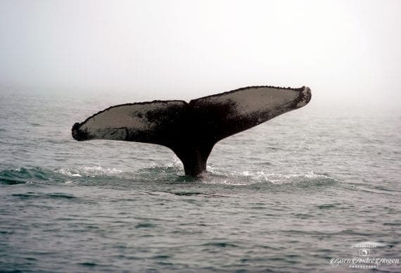 humpback whale