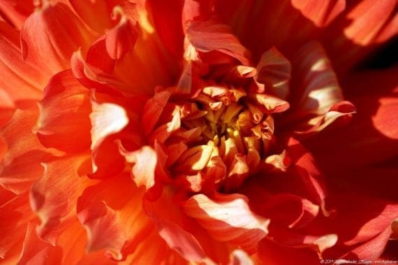 Flower closeup Oslo