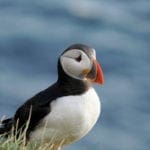 Puffin 10