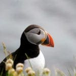 Puffin 1