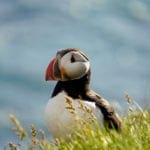 Puffin 2