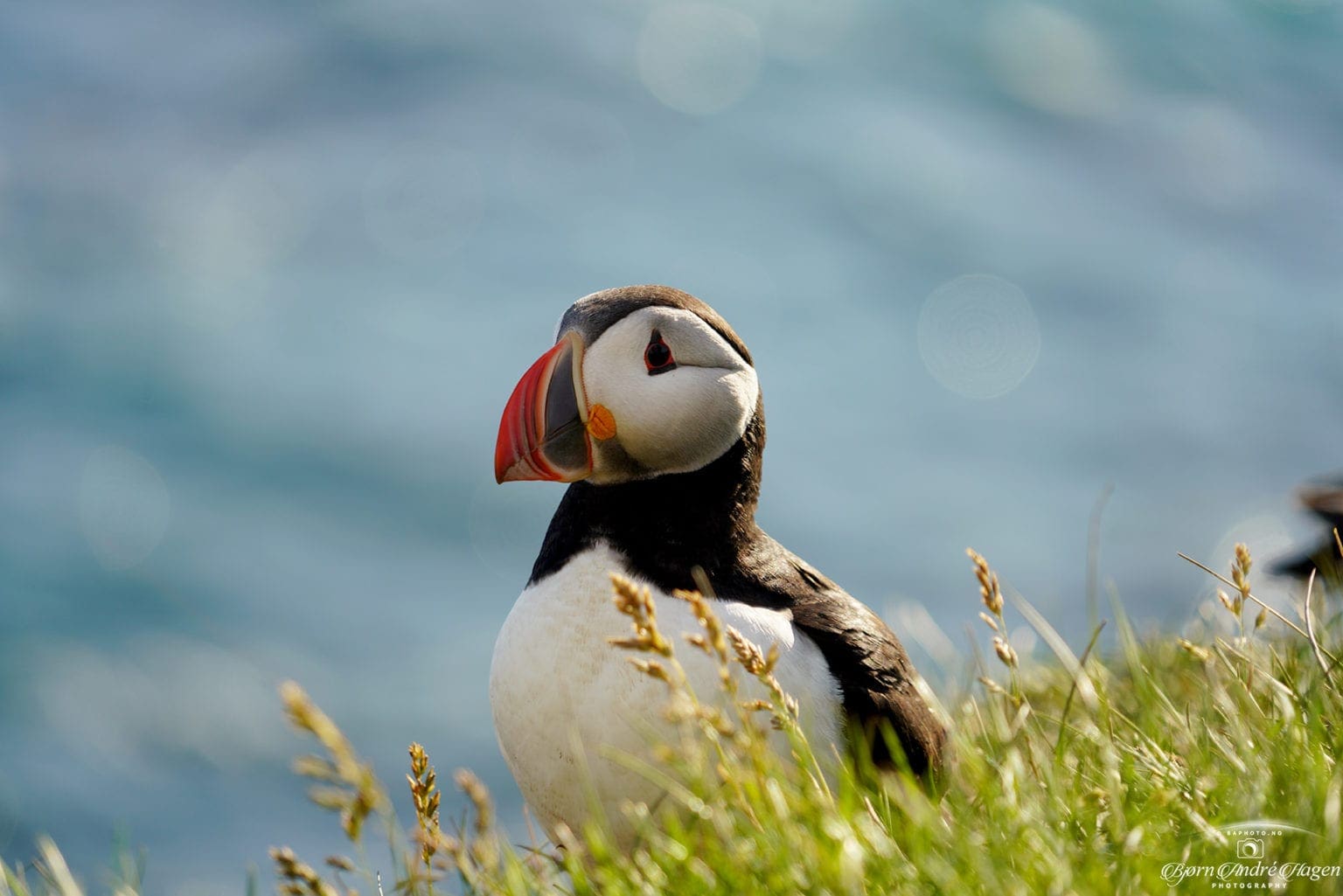 Puffin 2