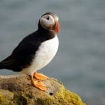 Puffin 3